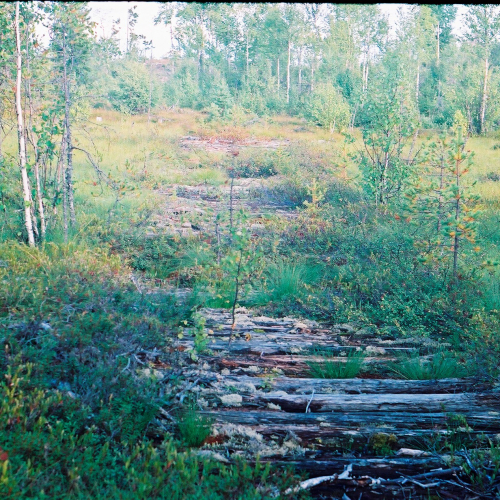 Экспедиции КРОО «Осударева дорога» Гать на болоте у деревни Коросозеро. Фото 1995 года.